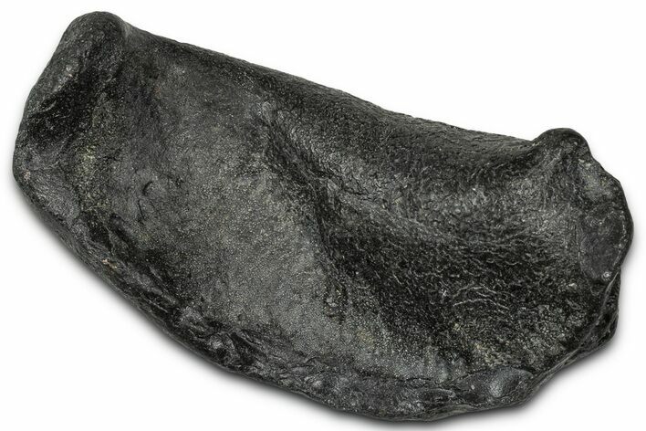 Large Fossil Whale Ear Bone - South Carolina #340261